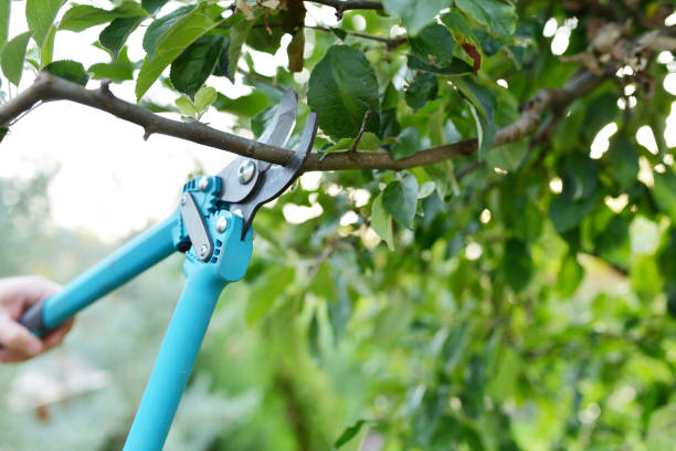 Best Tree Pruning Services  in Dothan, AL